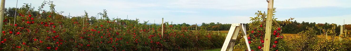 Vergers Petch Orchards